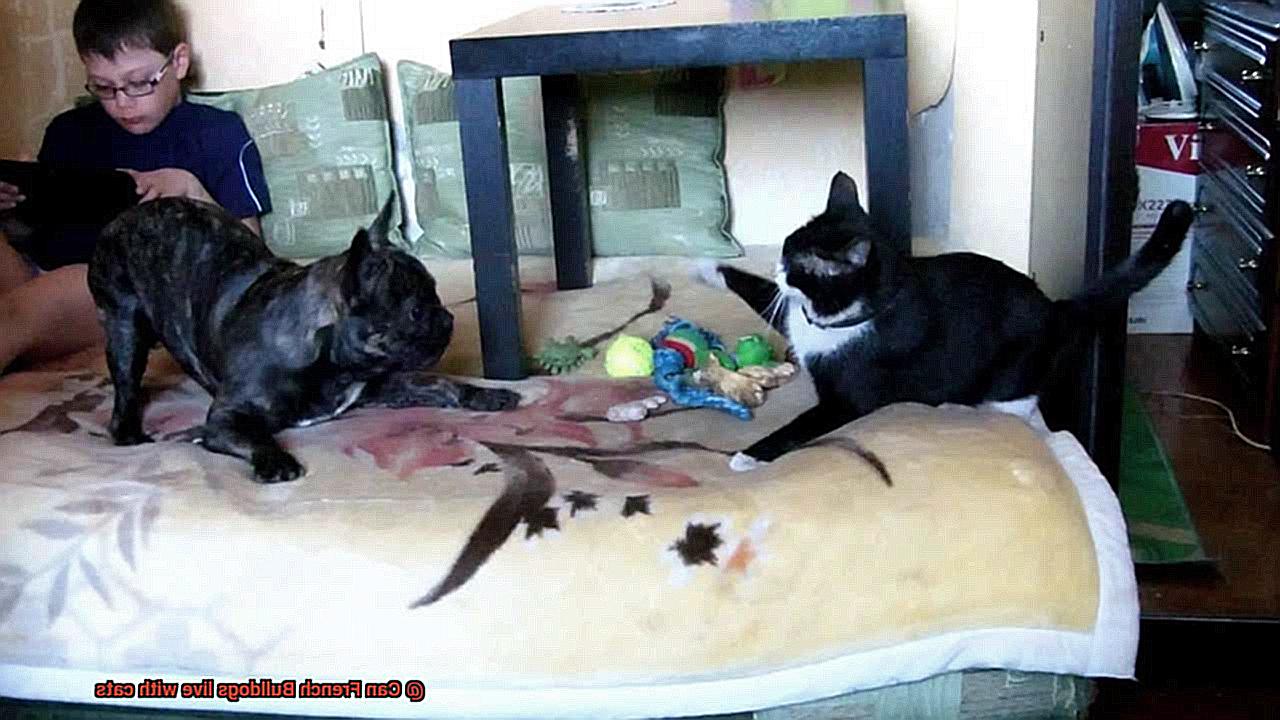Can French Bulldogs live with cats-2