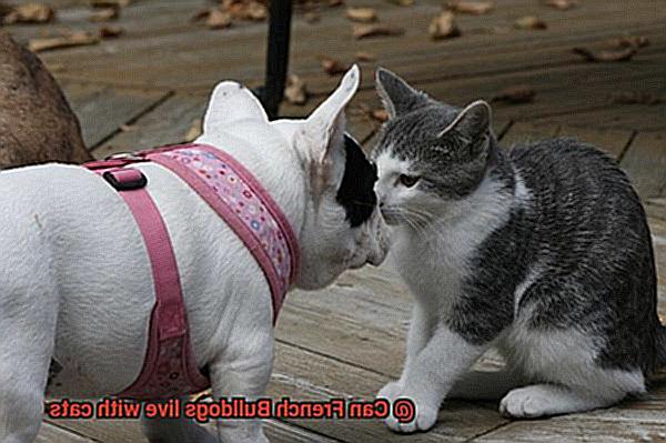 Can French Bulldogs live with cats-7