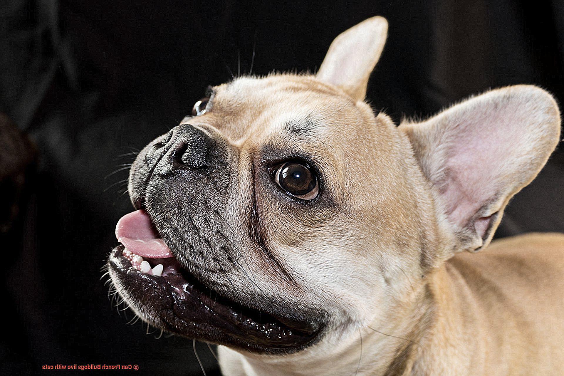 Can French Bulldogs live with cats-10