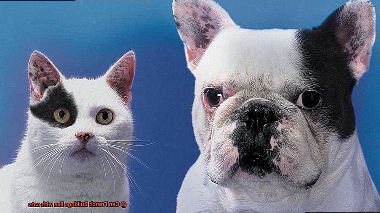 Can French Bulldogs live with cats-9