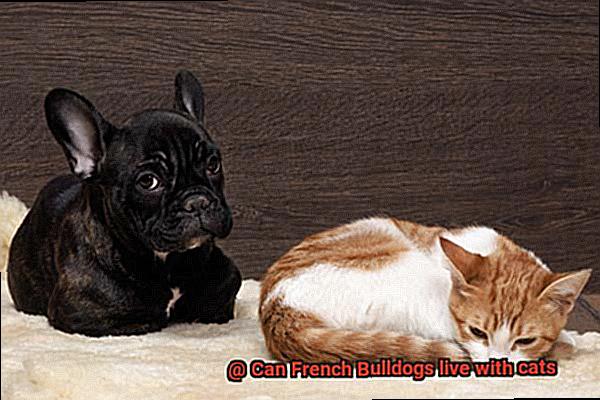 Can French Bulldogs live with cats-5