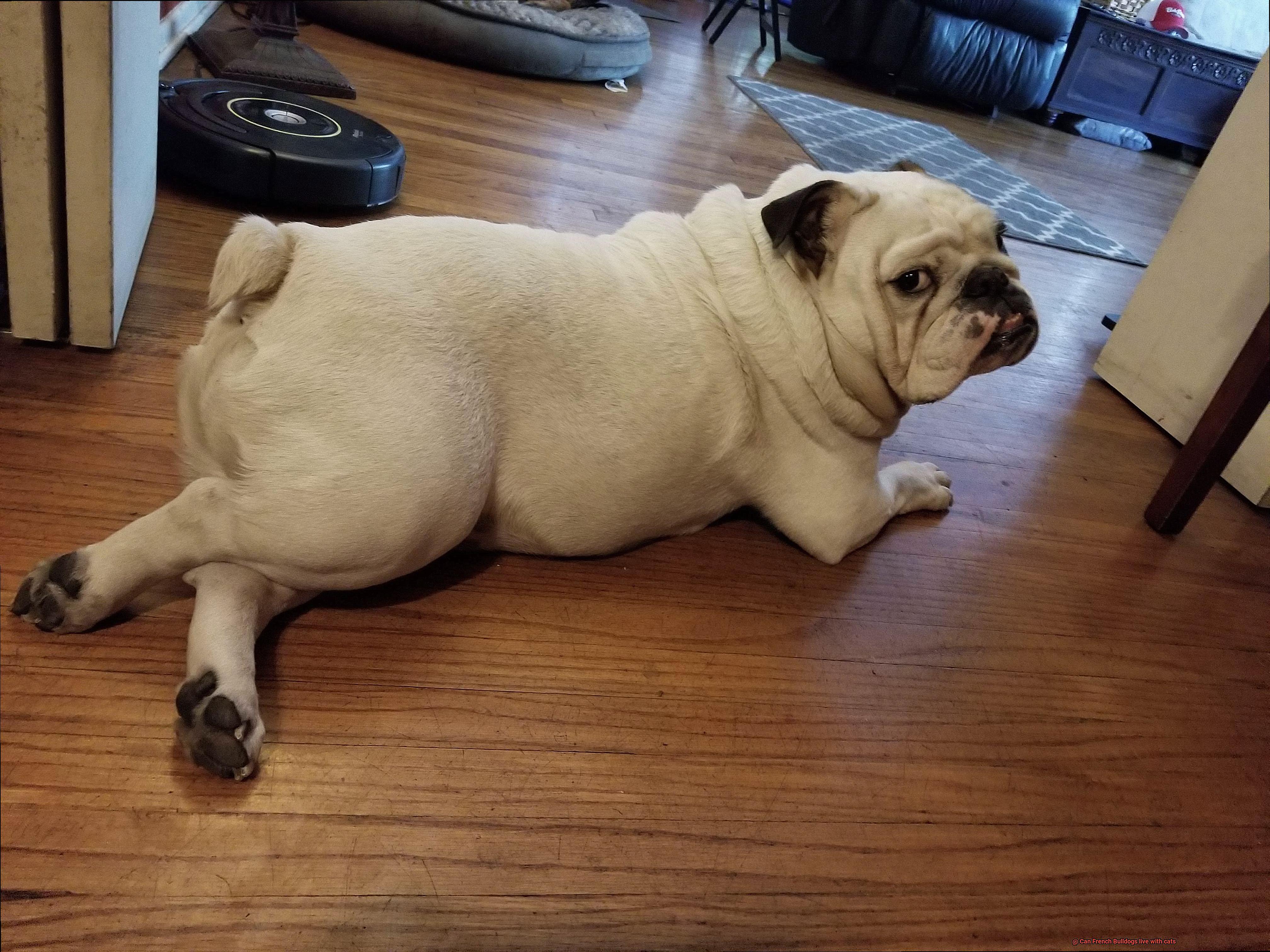 Can French Bulldogs live with cats-6