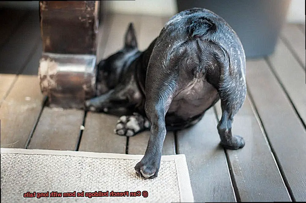 Can French bulldogs be born with long tails-7