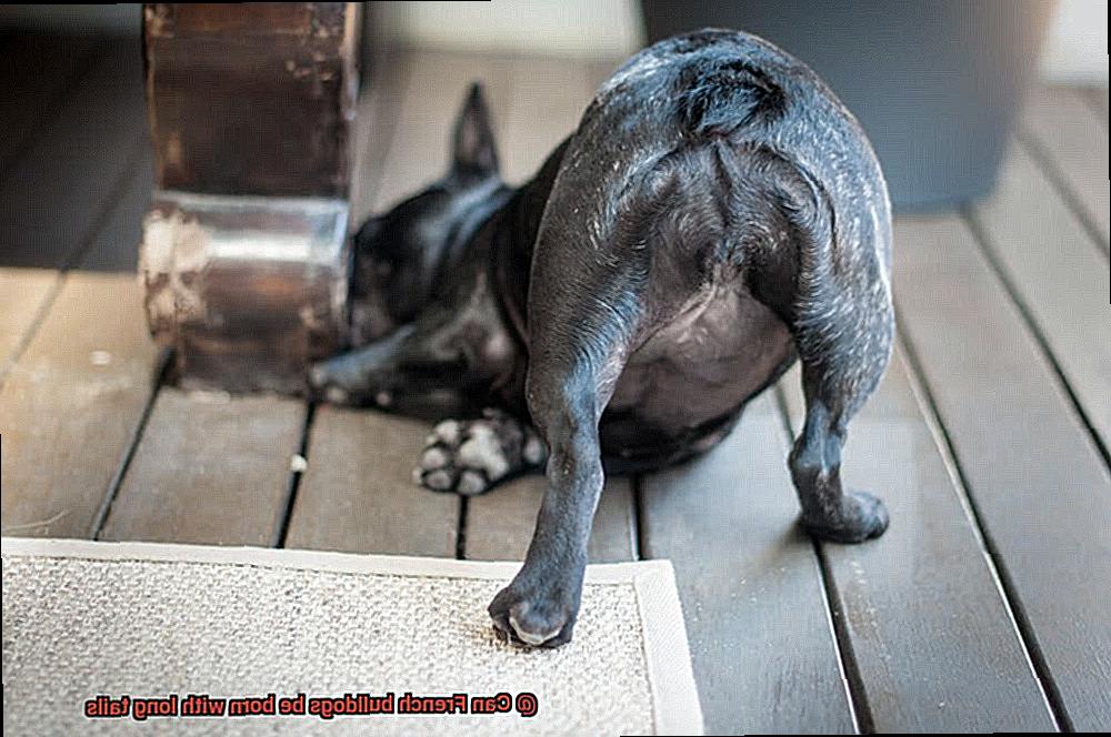 Can French bulldogs be born with long tails-7
