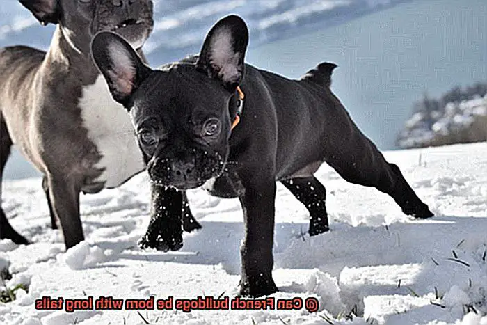 Can French bulldogs be born with long tails-5