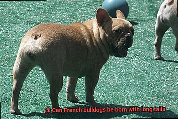 Can French bulldogs be born with long tails-6