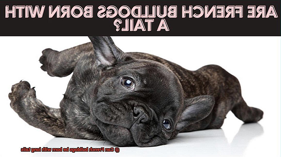 Can French bulldogs be born with long tails-3