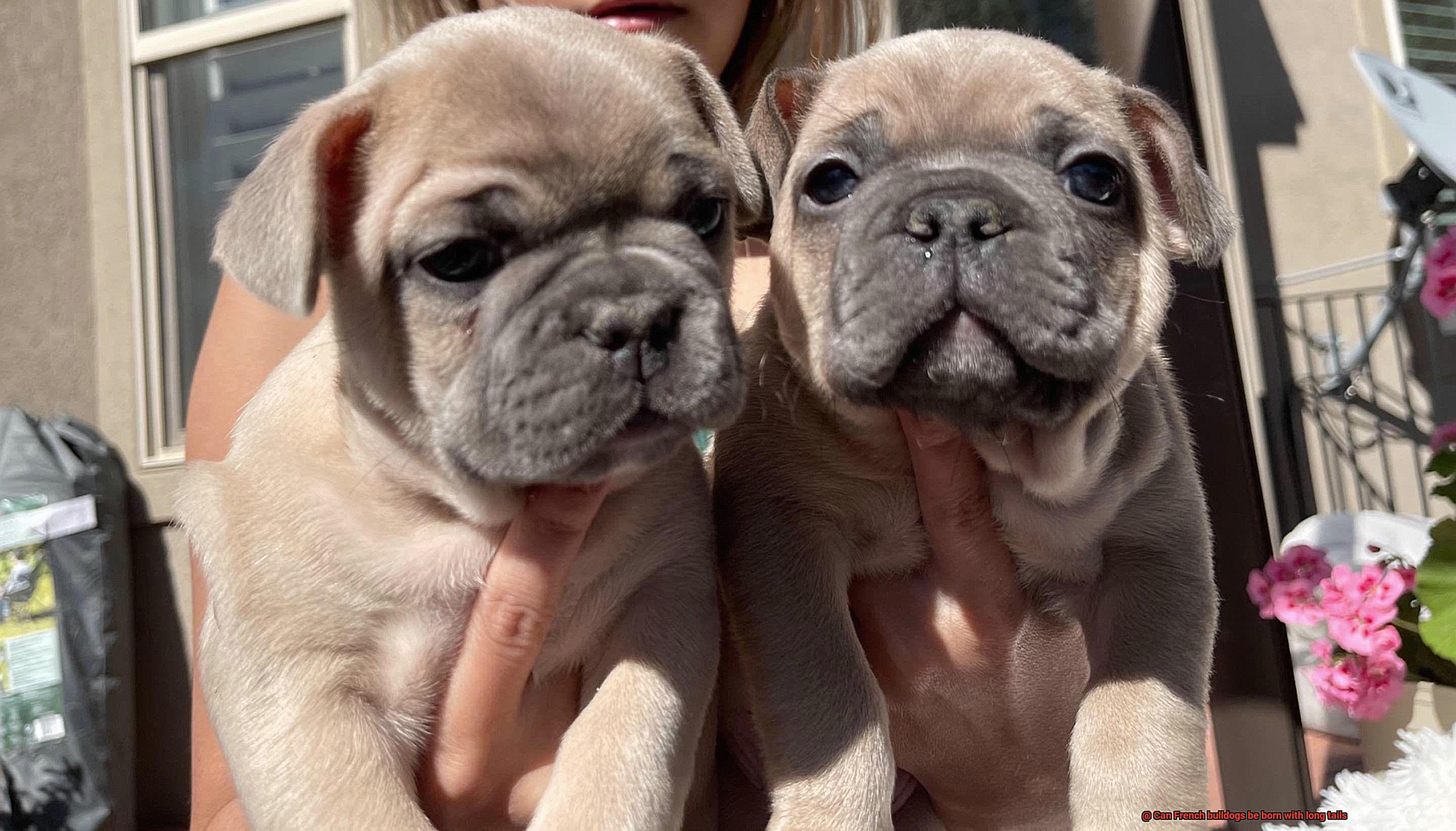 Can French bulldogs be born with long tails-4