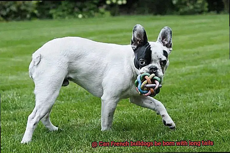Can French bulldogs be born with long tails-2