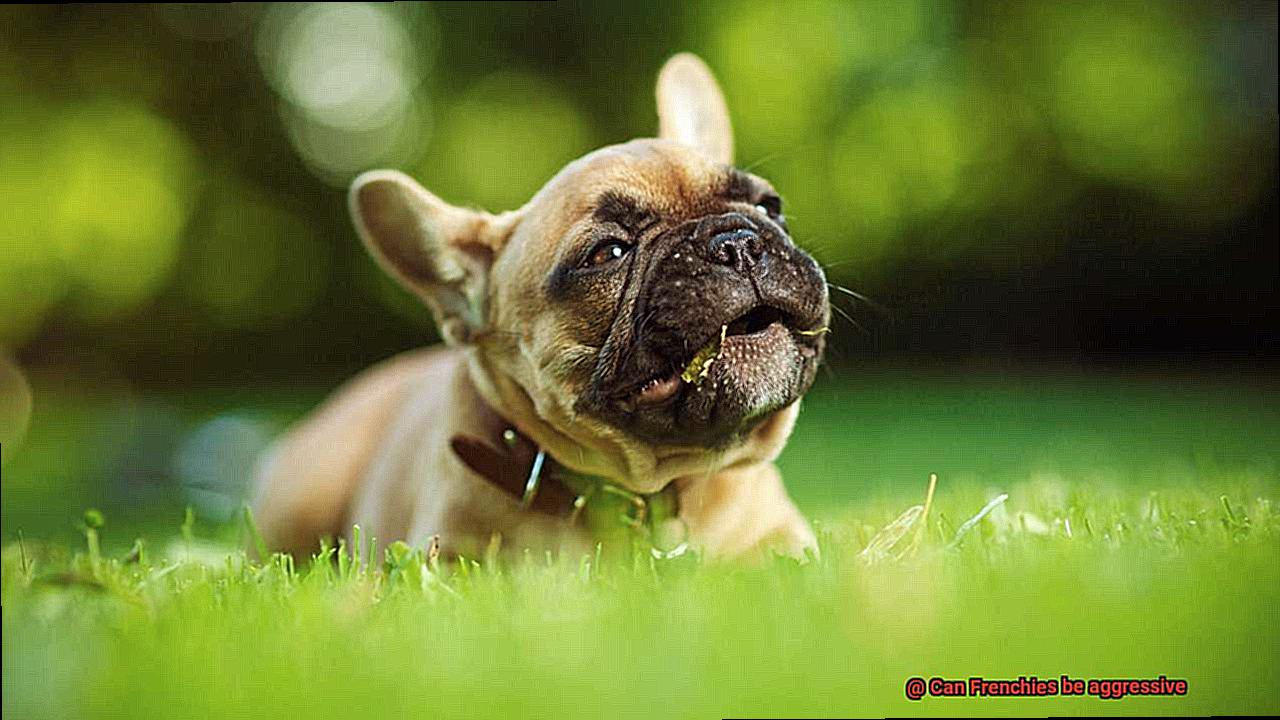 Can Frenchies be aggressive-8