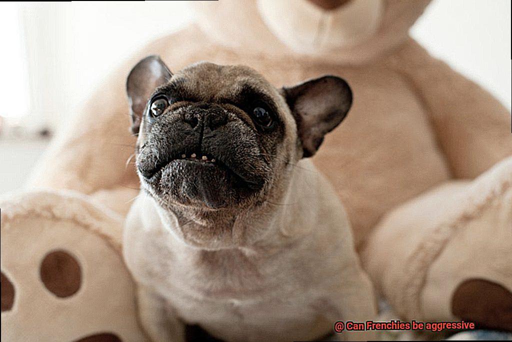 Can Frenchies be aggressive-6