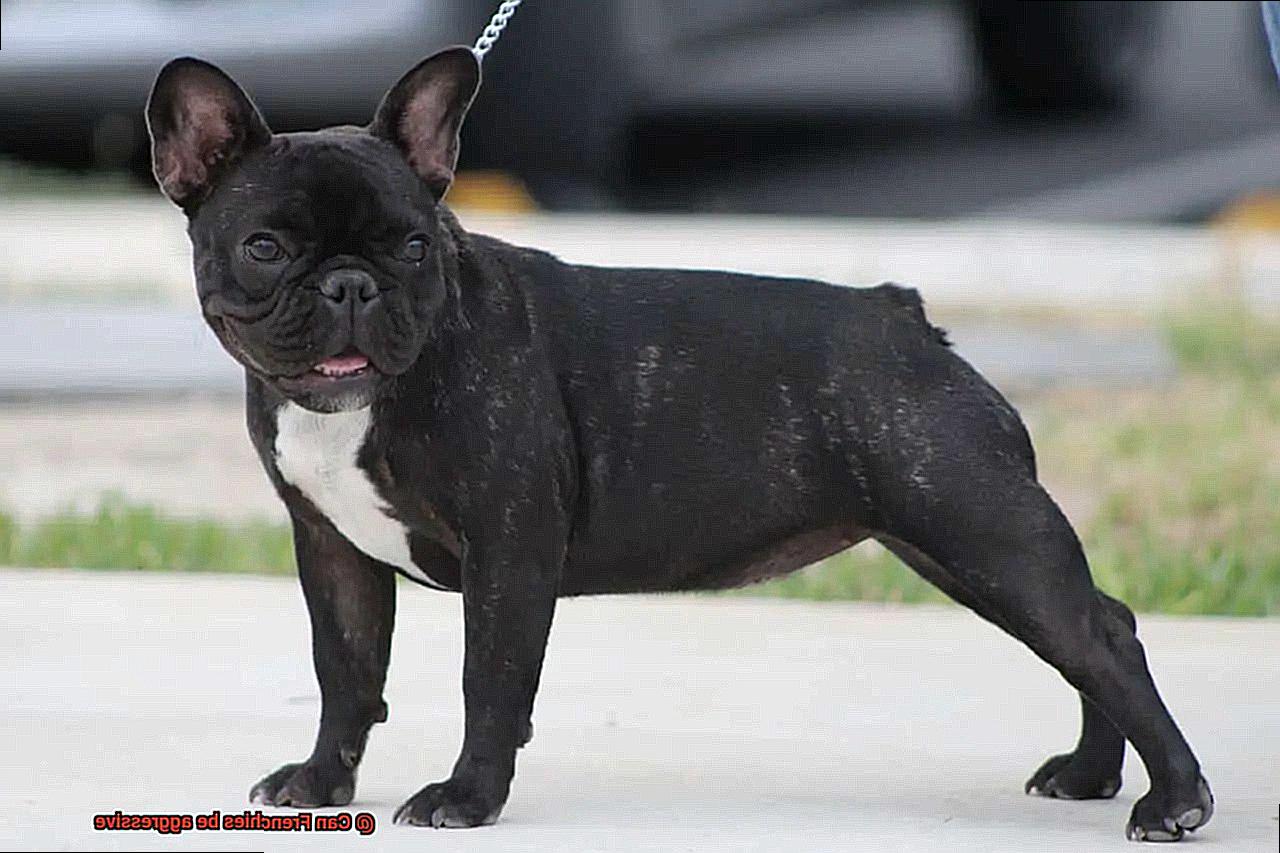 Can Frenchies be aggressive-2