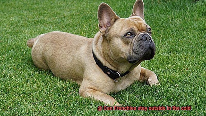 Can Frenchies stay outside in the cold-3