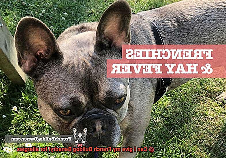 Can I give my French Bulldog Benadryl for allergies-3