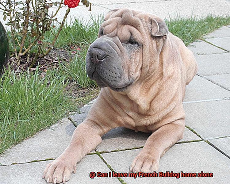 Can I leave my French Bulldog home alone-6