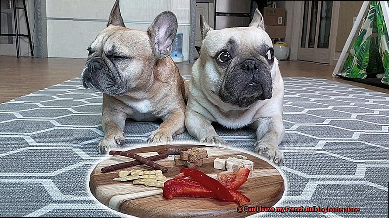 Can I leave my French Bulldog home alone-5
