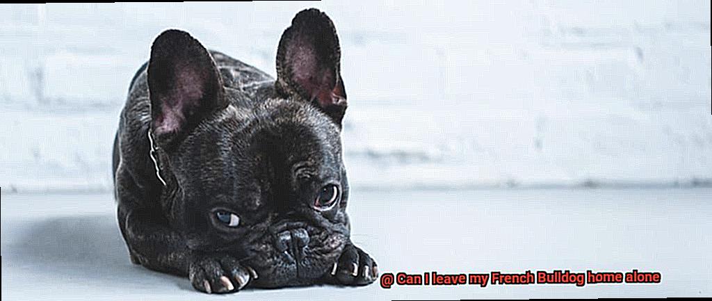 Can I leave my French Bulldog home alone-8