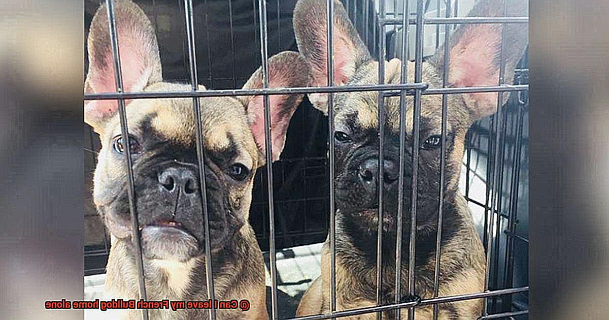 Can I leave my French Bulldog home alone-2