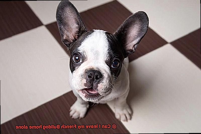 Can I leave my French Bulldog home alone-15