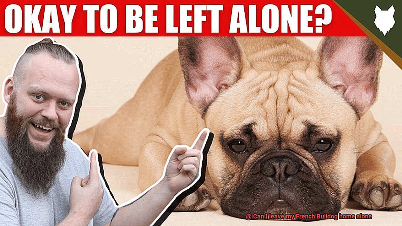 Can I leave my French Bulldog home alone-11
