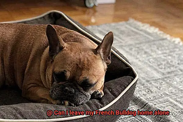 Can I leave my French Bulldog home alone-12