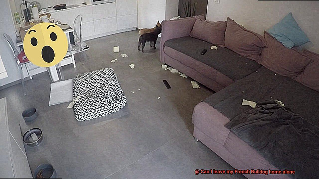 Can I leave my French Bulldog home alone-10