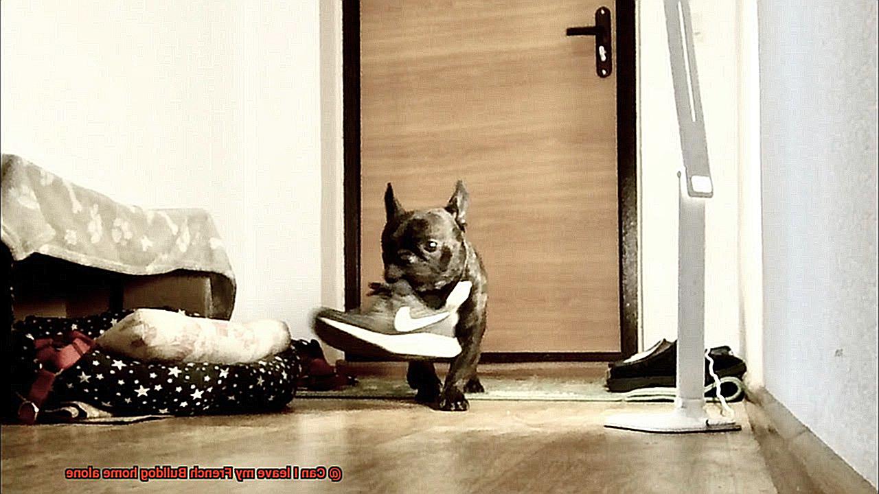 Can I leave my French Bulldog home alone-3