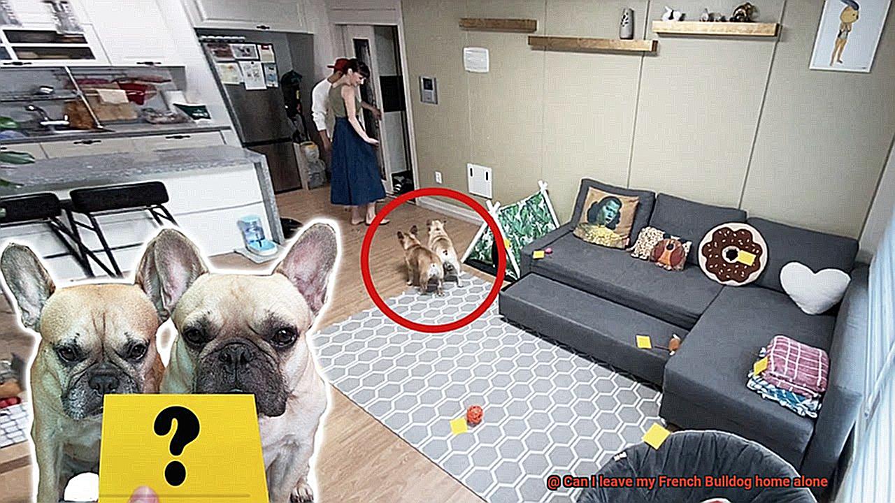 Can I leave my French Bulldog home alone-7