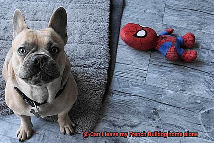 Can I leave my French Bulldog home alone-14