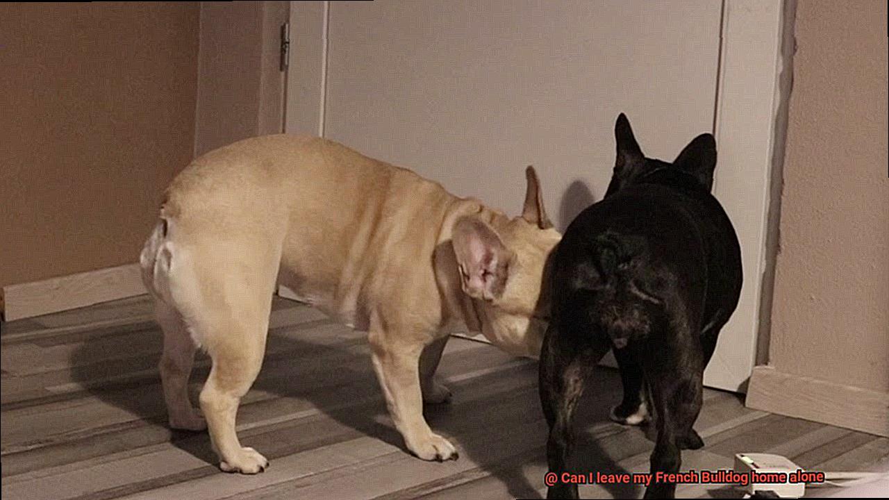 Can I leave my French Bulldog home alone-9