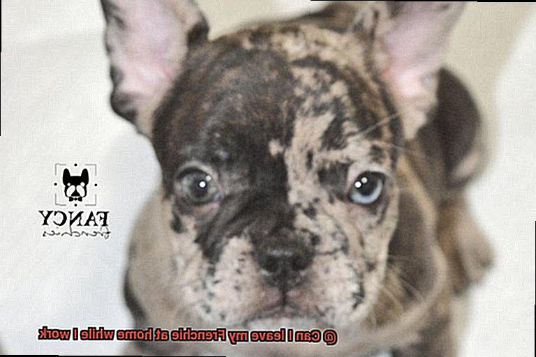 Can I leave my Frenchie at home while I work-8
