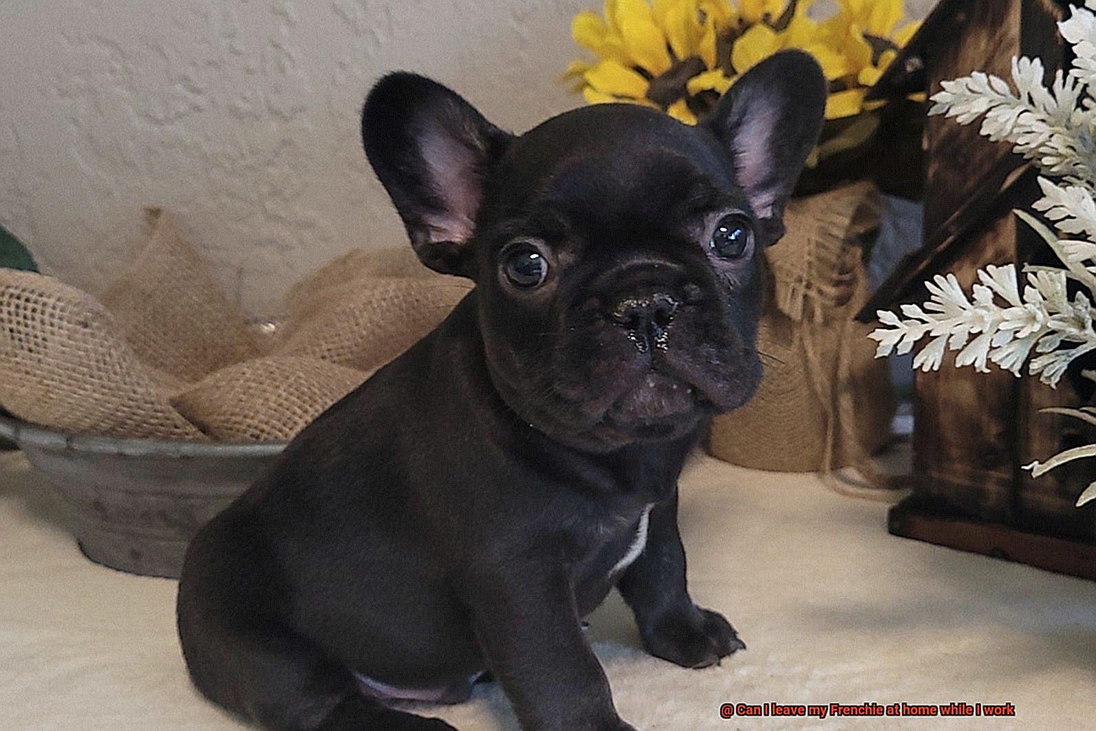 Can I leave my Frenchie at home while I work-3