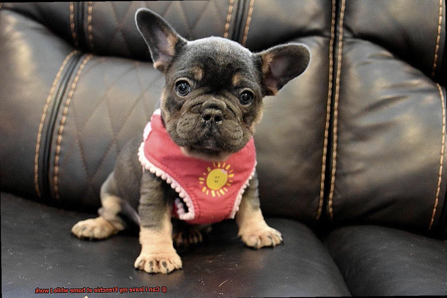 Can I leave my Frenchie at home while I work-4