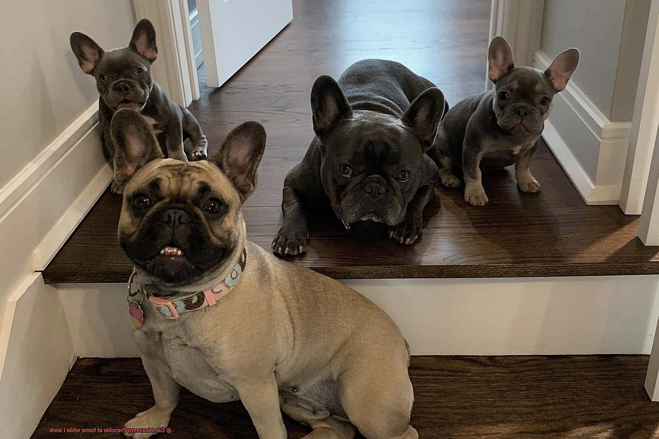 Can I leave my Frenchie at home while I work-2