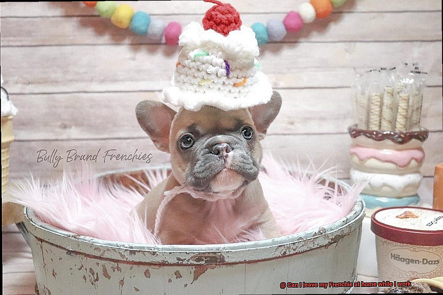 Can I leave my Frenchie at home while I work-6