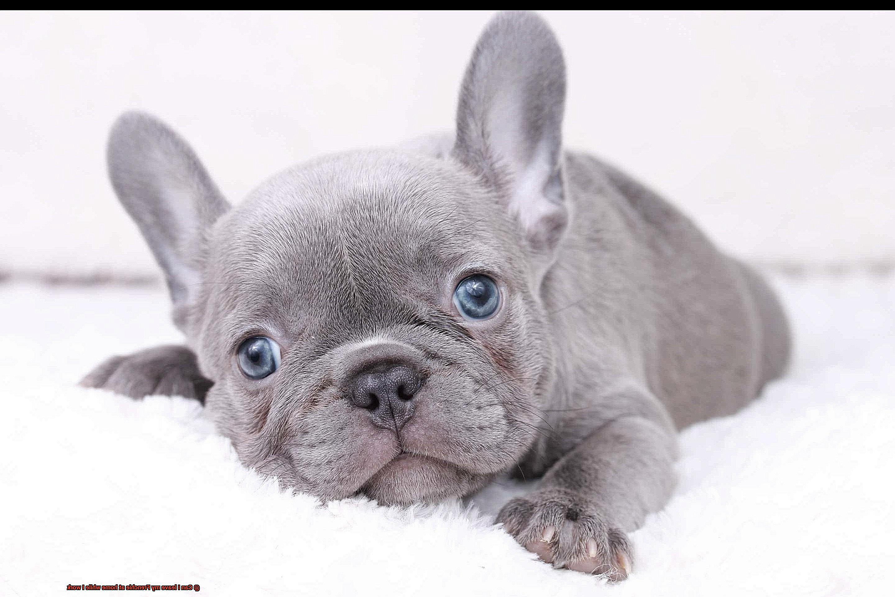 Can I leave my Frenchie at home while I work-5