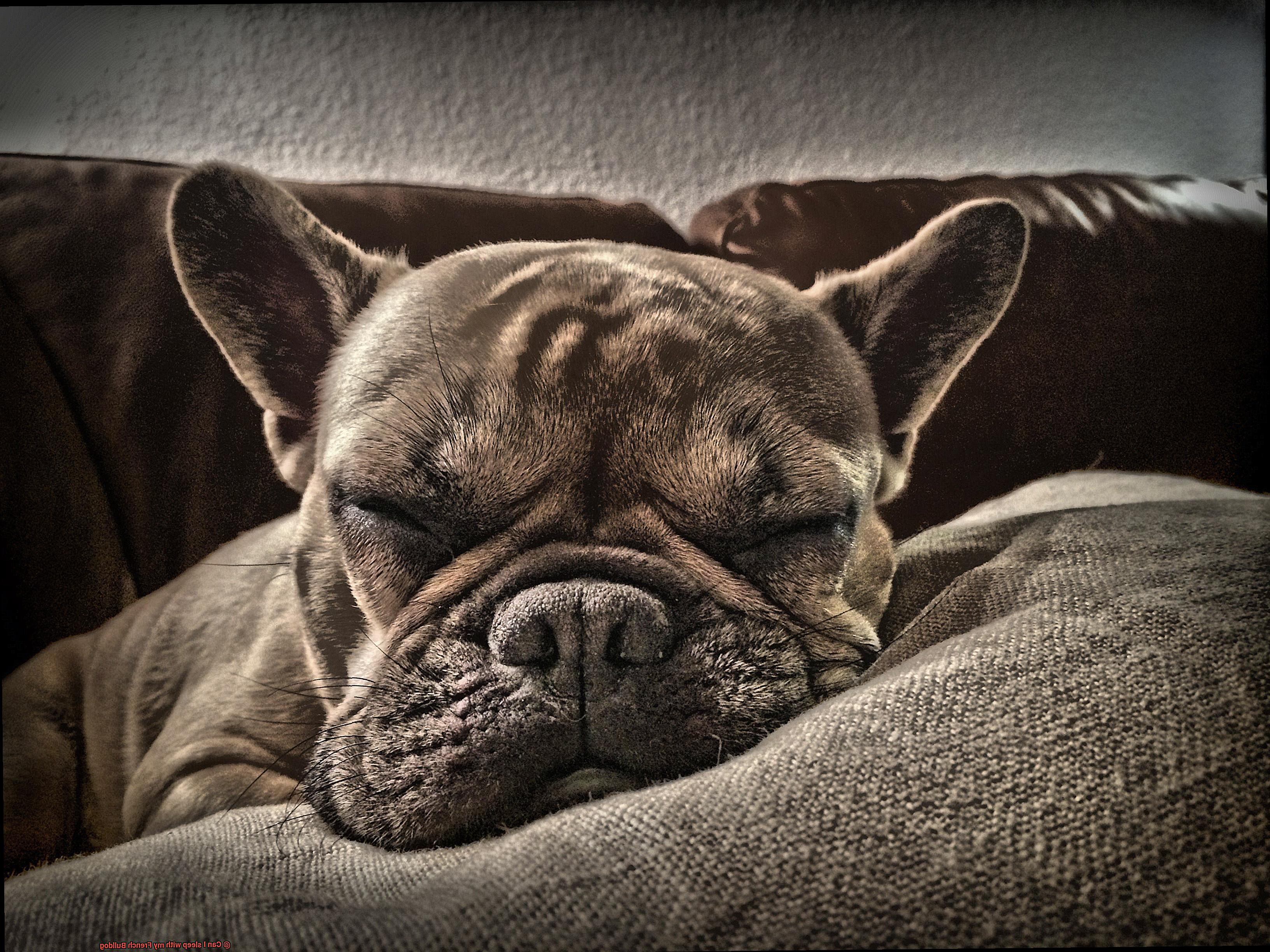 Can I sleep with my French Bulldog-6