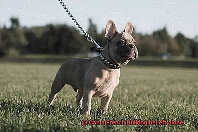 Can a French Bulldog be left alone-5