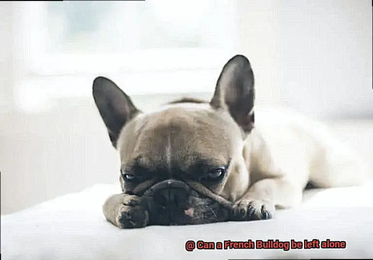 Can a French Bulldog be left alone-9