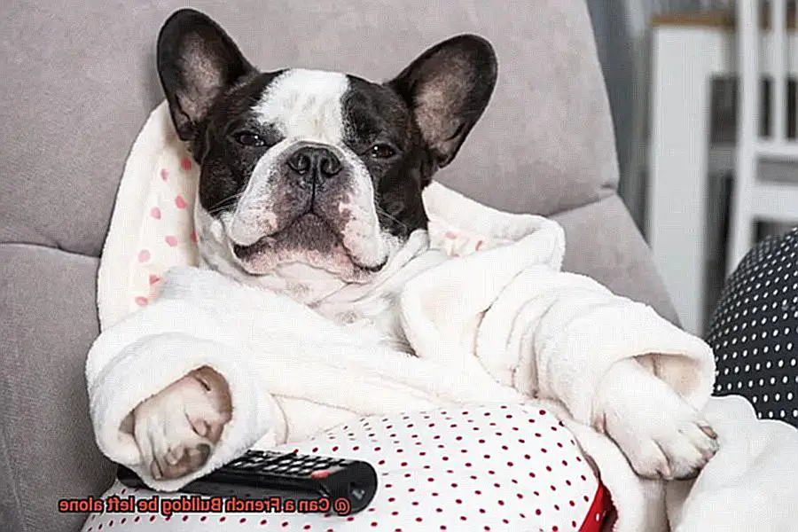 Can a French Bulldog be left alone-6