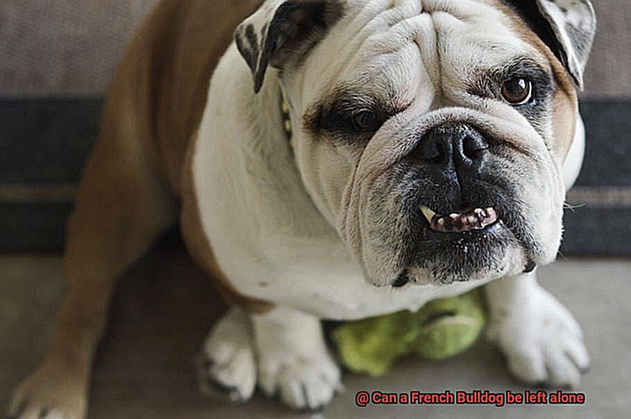 Can a French Bulldog be left alone-3