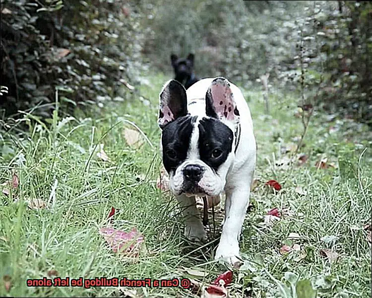 Can a French Bulldog be left alone-12