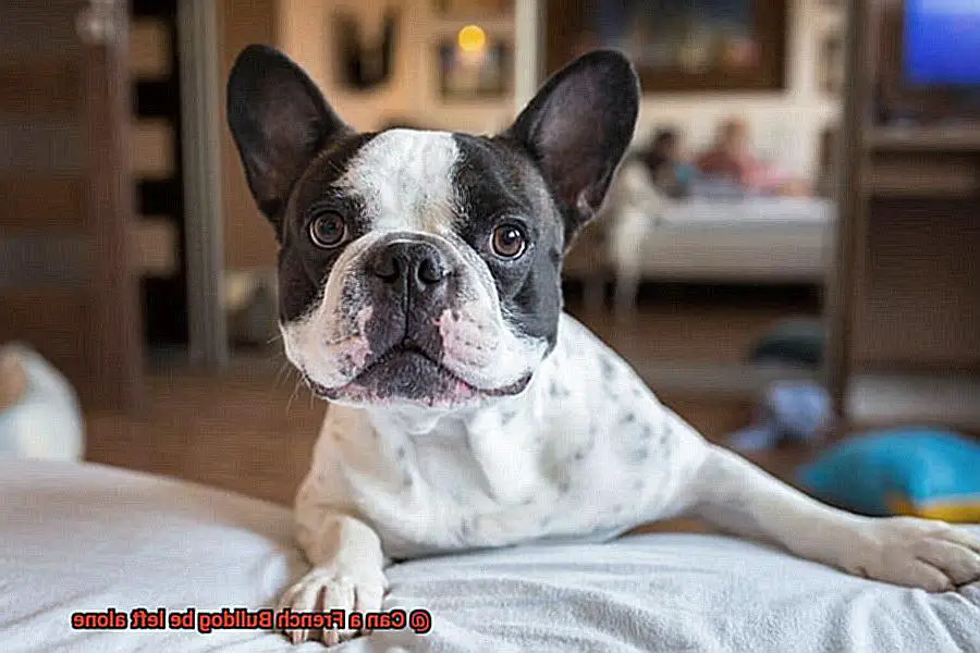 Can a French Bulldog be left alone-10