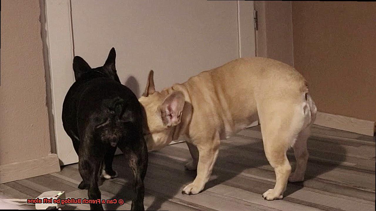 Can a French Bulldog be left alone-8