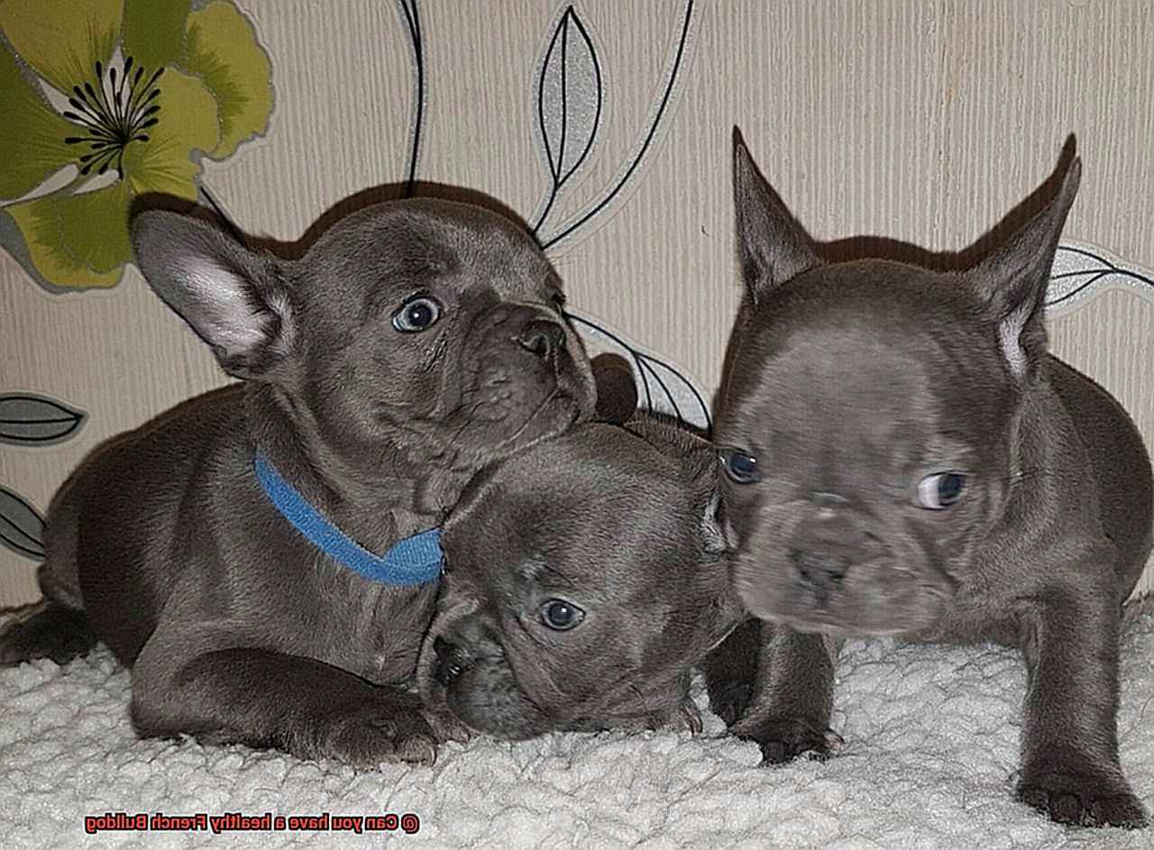 Can you have a healthy French Bulldog-2