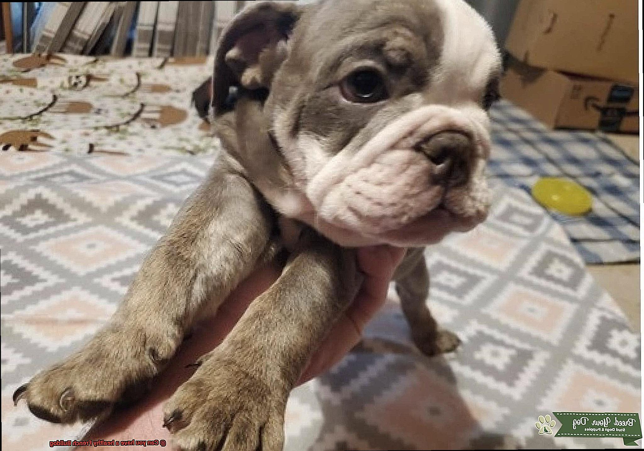 Can you have a healthy French Bulldog-8