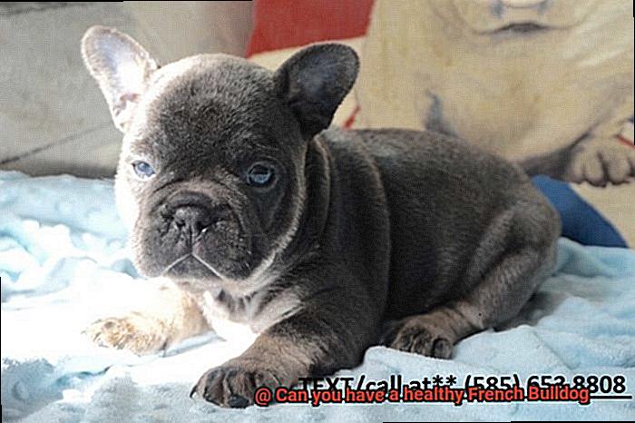 Can you have a healthy French Bulldog-7