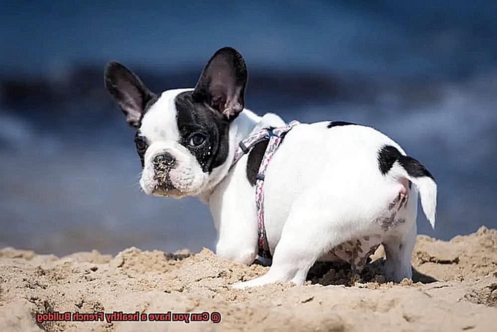 Can you have a healthy French Bulldog-10