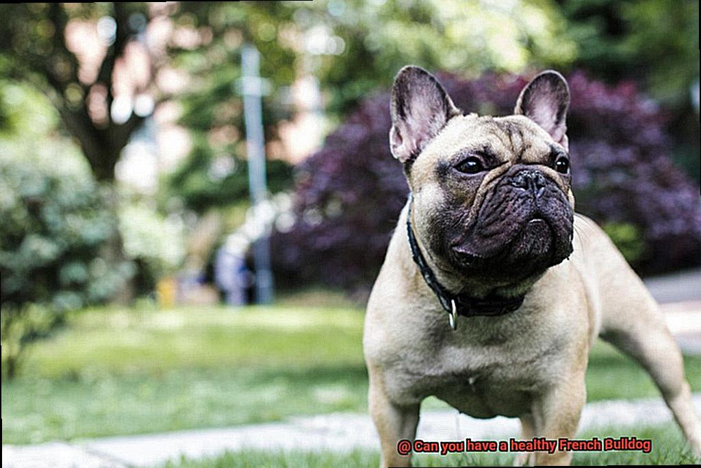 Can you have a healthy French Bulldog-13