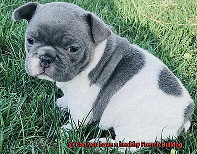 Can you have a healthy French Bulldog-6